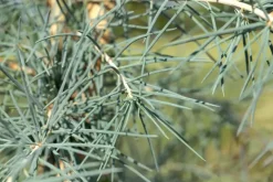 Cedrus deodara (Himalajaceder)