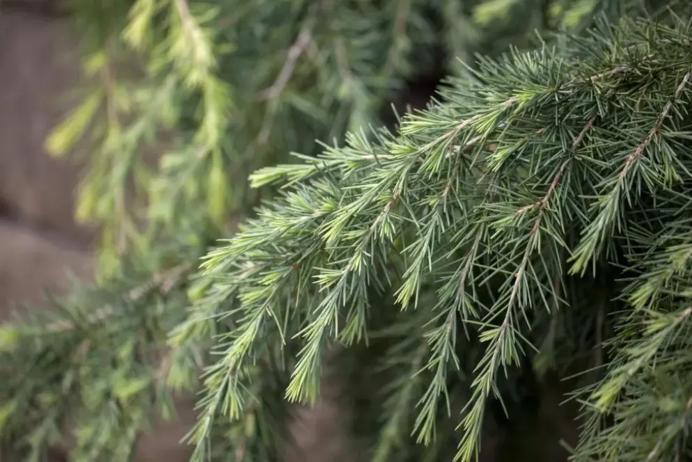 Cedrus deodara (Himalajaceder)