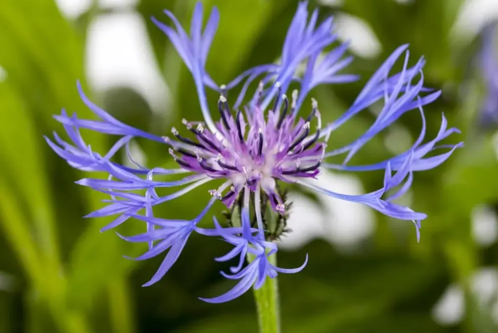 Centaurea montana 'Grandiflora' (Korenbloem)