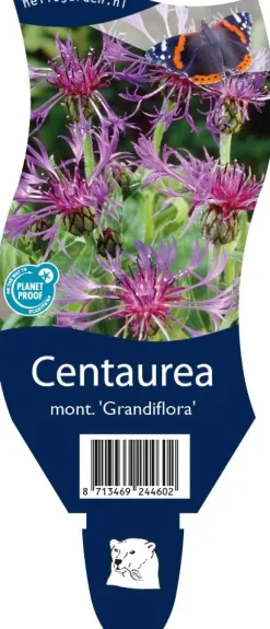 Centaurea montana 'Grandiflora' (Korenbloem)