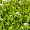 Centranthus ruber 'Albus' (Witte valeriaan, Spoorbloem)