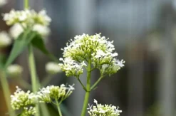 Centranthus ruber 'Albus' (Witte valeriaan, Spoorbloem)