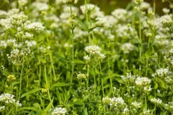 Centranthus ruber 'Albus' (Witte valeriaan, Spoorbloem)