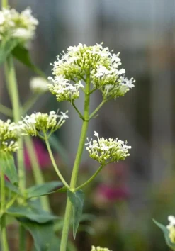 Centranthus ruber 'Albus' (Witte valeriaan, Spoorbloem)