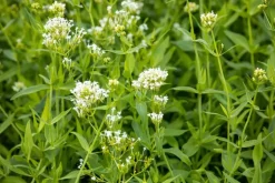 Centranthus ruber 'Albus' (Witte valeriaan, Spoorbloem)
