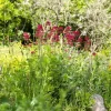 Centranthus ruber 'Coccineus' (Rode valeriaan)