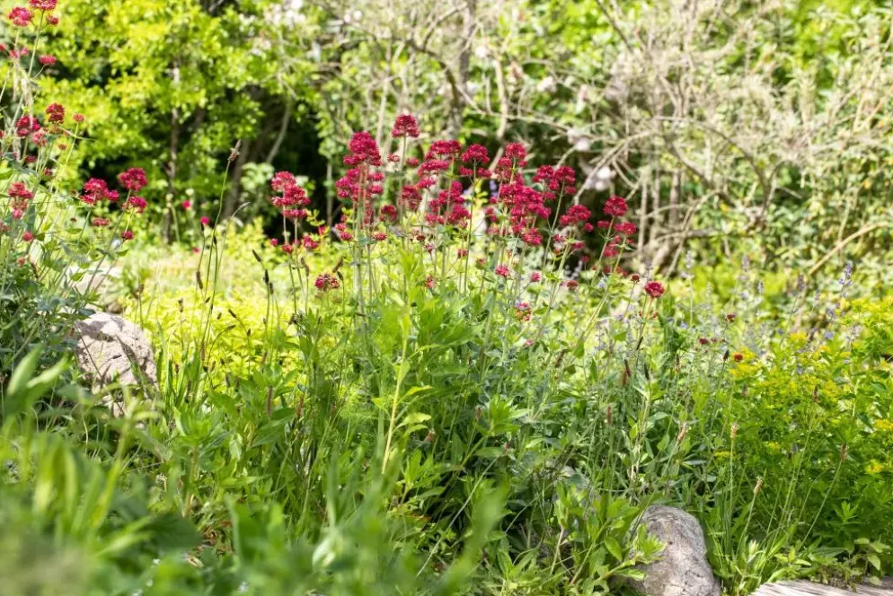 Centranthus ruber 'Coccineus' (Rode valeriaan)