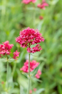 Centranthus ruber 'Coccineus' (Rode valeriaan)