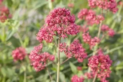 Centranthus ruber 'Coccineus' (Rode valeriaan)