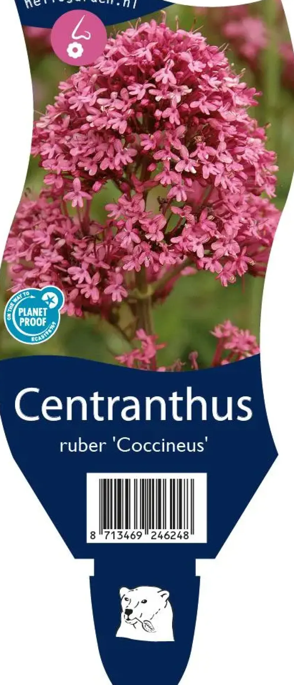 Centranthus ruber 'Coccineus' (Rode valeriaan)