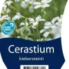 Cerastium biebersteinii (Hoornbloem)