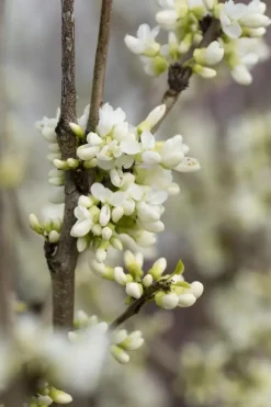 Cercis chinensis 'Shirobana' (Judasboom 'Shirobana')
