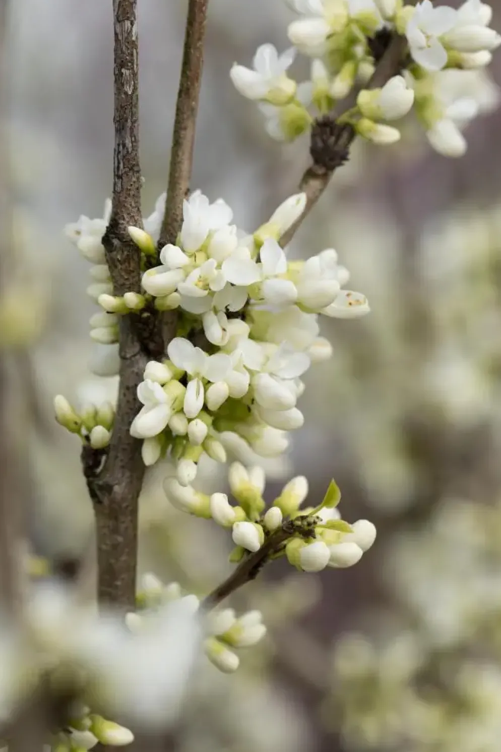 Cercis chinensis 'Shirobana' (Judasboom 'Shirobana')