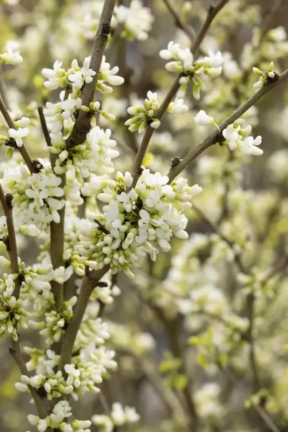 Cercis chinensis 'Shirobana' (Judasboom 'Shirobana')