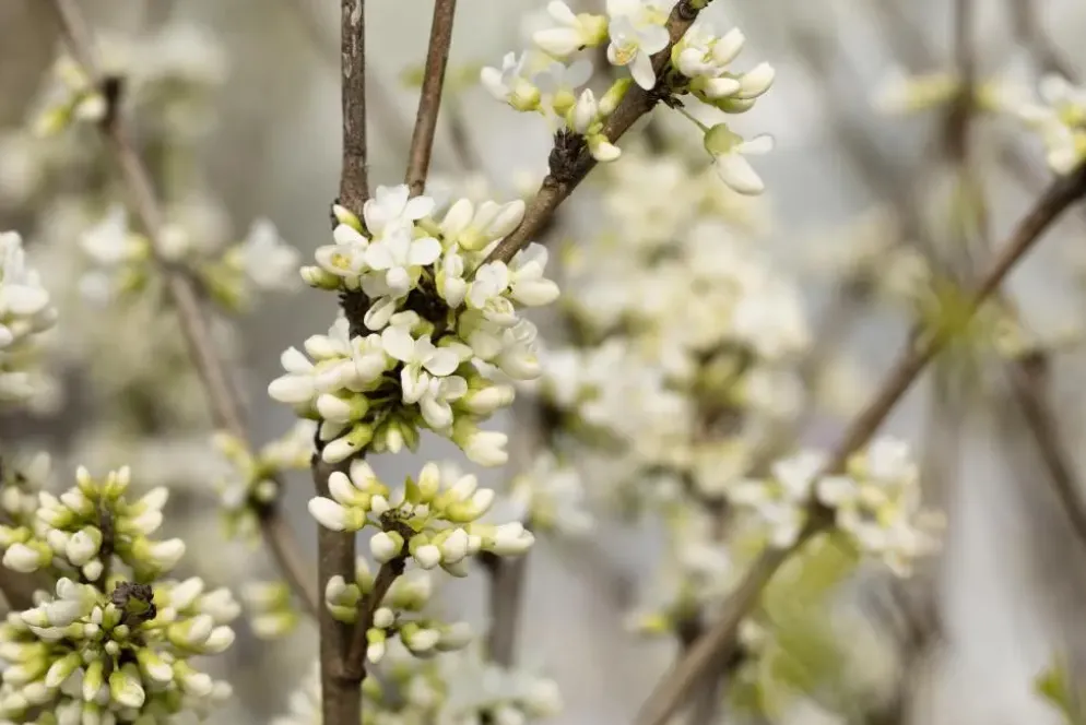Cercis chinensis 'Shirobana' (Judasboom 'Shirobana')