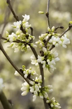 Cercis chinensis 'Shirobana' (Judasboom 'Shirobana')