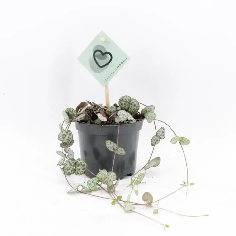 Ceropegia 'Woodii' (Chinees Lantaarnplantje) 20cm