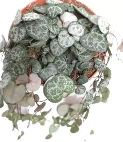 Ceropegia woodii hangplant (Chinees lantaarnplantje)