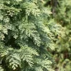 Chamaecyparis lawsoniana 'Globosa' (Schijn-cipres 'Globosa')