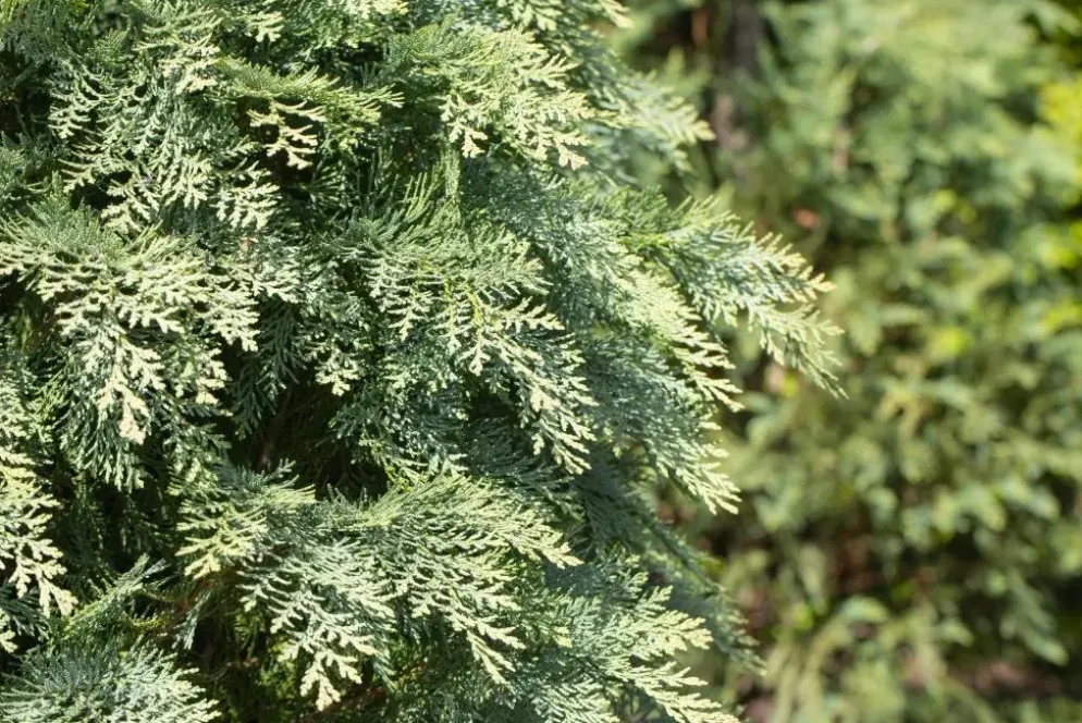Chamaecyparis lawsoniana 'Globosa' (Schijn-cipres 'Globosa')