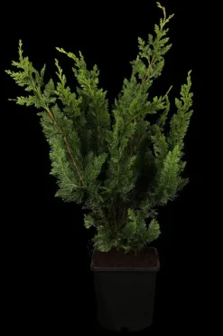 Chamaecyparis lawsoniana 'Wisselii' (Schijn-cipres 'Wisselii')