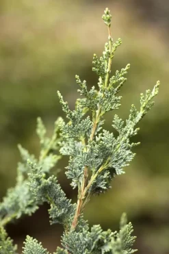 Chamaecyparis lawsoniana 'Wisselii' (Schijn-cipres 'Wisselii')