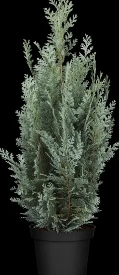 Chamaecyparis lawsoniana 'Wisselii' (Schijn-cipres 'Wisselii')