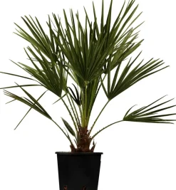 Chamaerops excelsa (Dwergwaaierpalm)