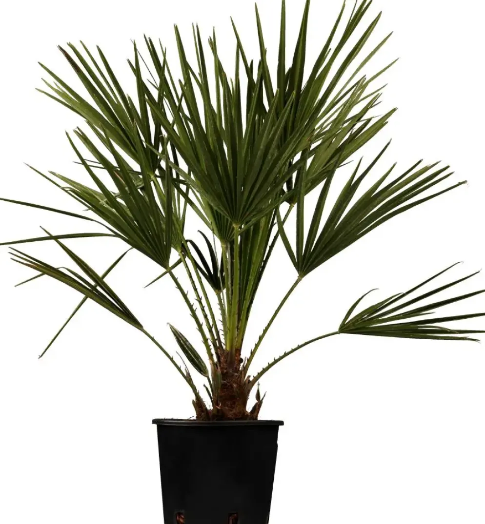 Chamaerops excelsa (Dwergwaaierpalm)