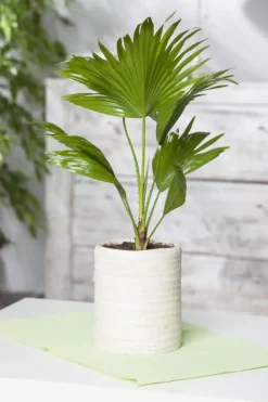 Chamaerops humilis (Dwergwaaierpalm)
