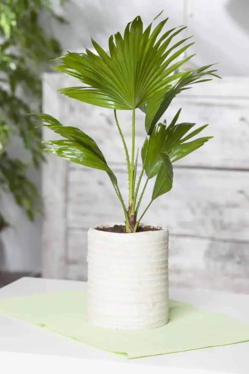 Chamaerops humilis (Dwergwaaierpalm)