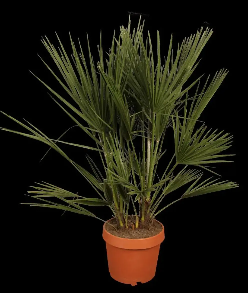 Chamaerops humilis (Dwergwaaierpalm)