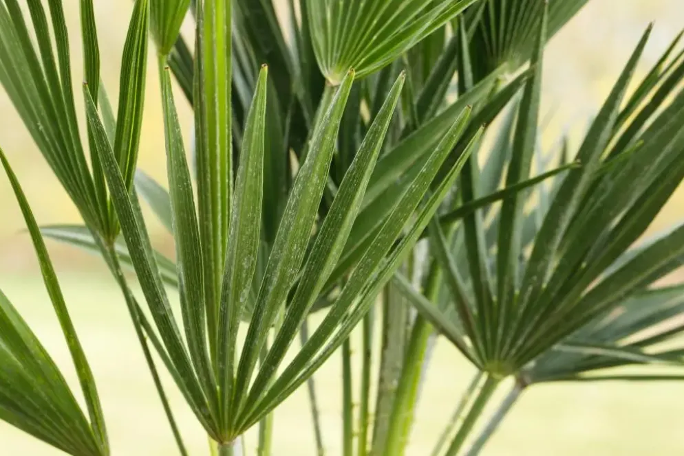 Chamaerops humilis (Dwergwaaierpalm)