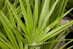 Chamaerops humilis (Dwergwaaierpalm)