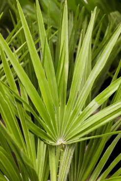 Chamaerops humilis (Dwergwaaierpalm)