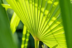 Chamaerops humilis (Dwergwaaierpalm)