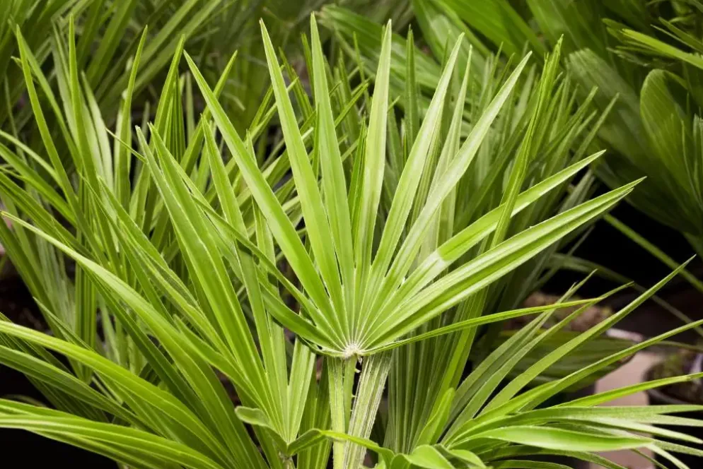 Chamaerops humilis (Dwergwaaierpalm)