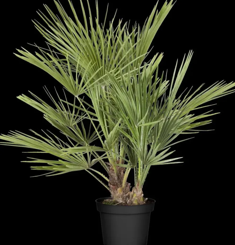 Chamaerops humilis (Dwergwaaierpalm)