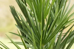 Chamaerops humilis (Dwergwaaierpalm)