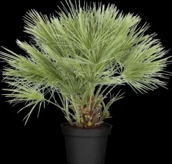 Chamaerops humilis (Europese Dwergpalm) p27 h150cm