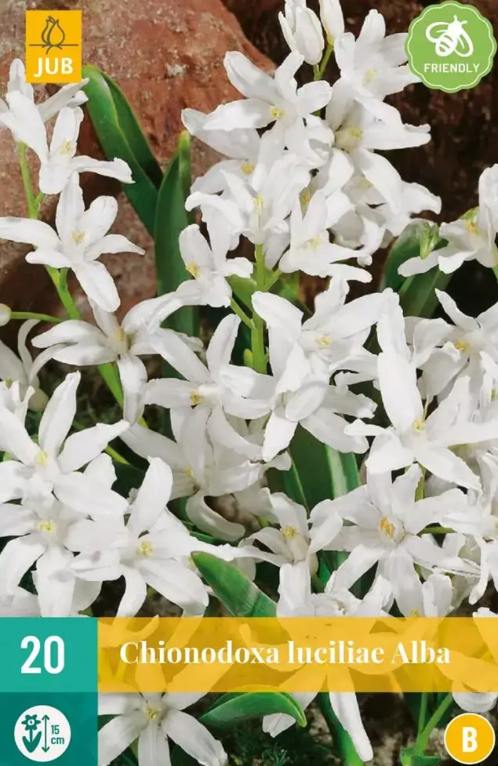 Chionodoxa luciliae alba 20 stuks