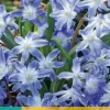Chionodoxa luciliae 25 stuks