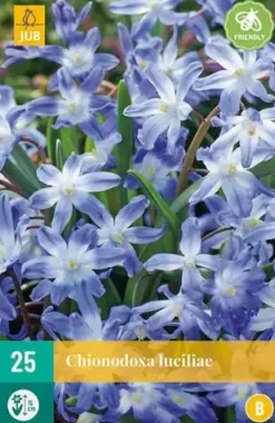 Chionodoxa luciliae 25 stuks