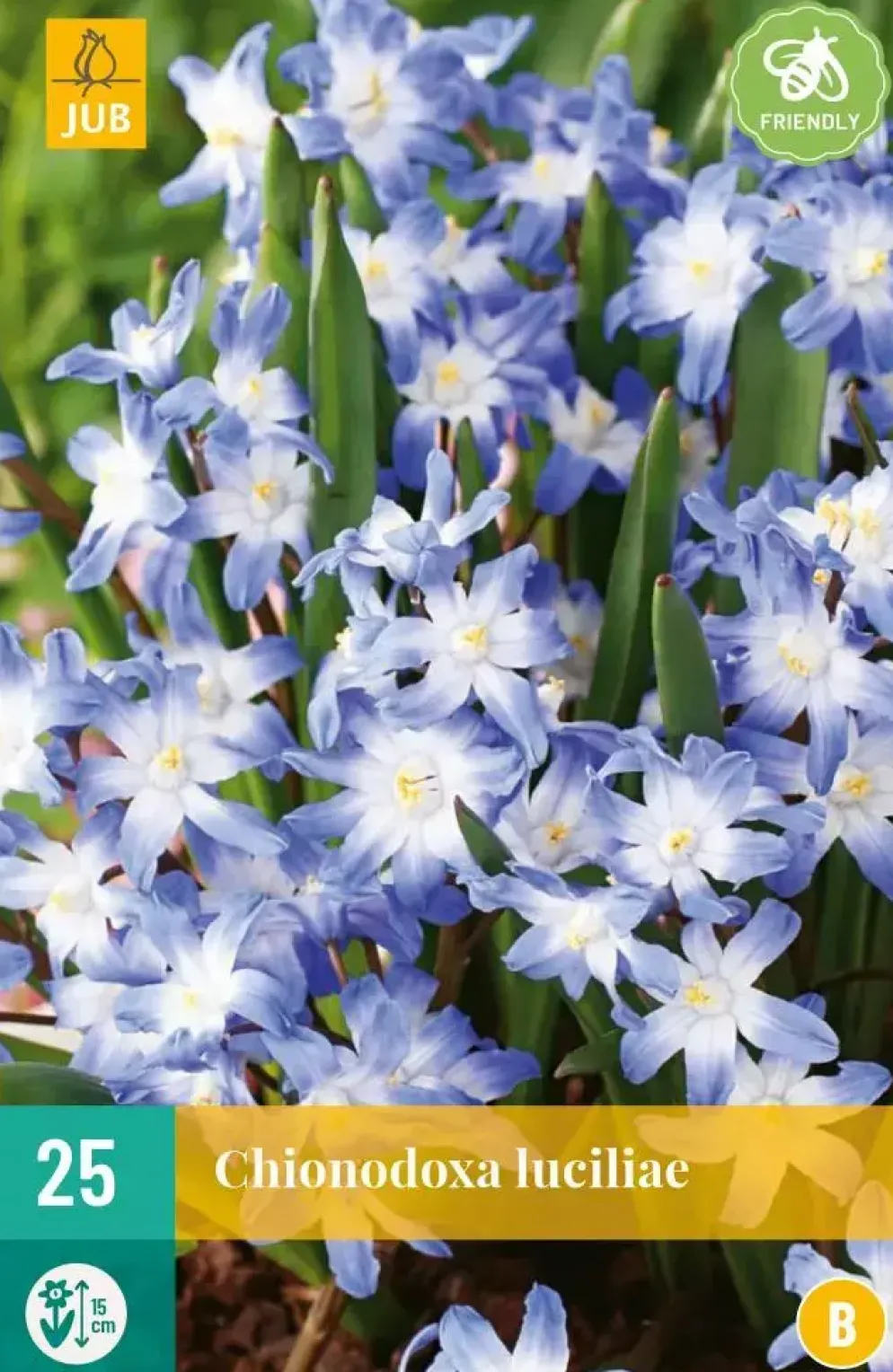 Chionodoxa luciliae 25 stuks