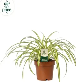 Chlorophytum comosum 'Atlantic' (Graslelie) 25cm
