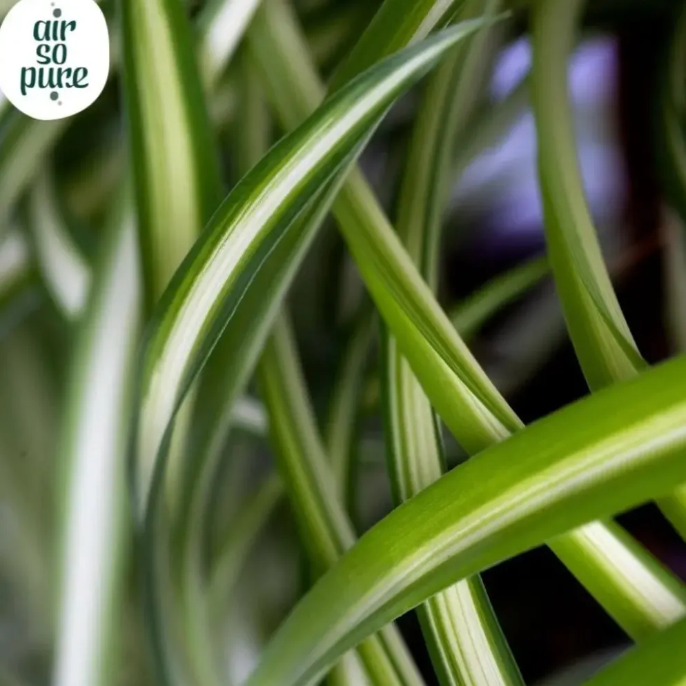 Chlorophytum comosum 'Atlantic' (Graslelie) 25cm