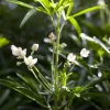 Choisya ternata (Choisya)