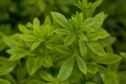 Choisya ternata (Choisya)