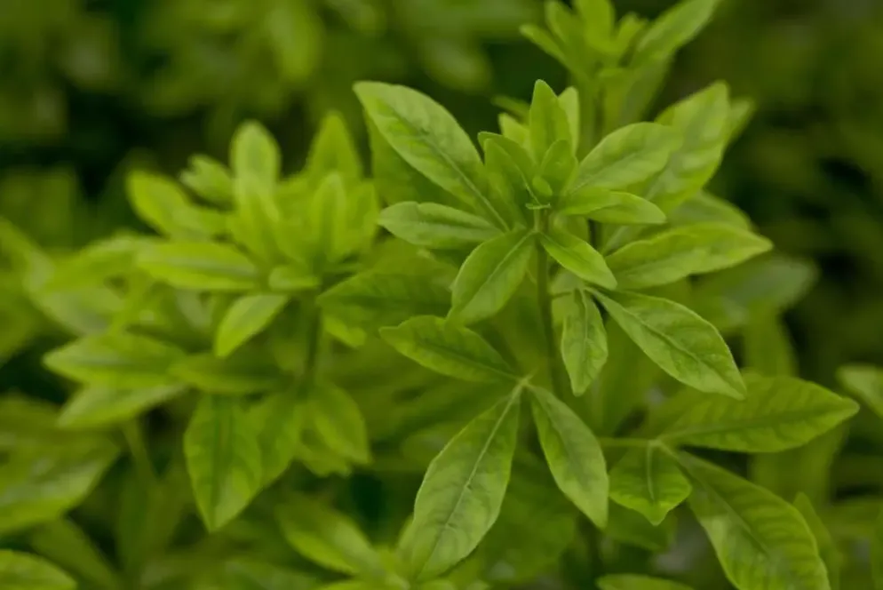 Choisya ternata (Choisya)