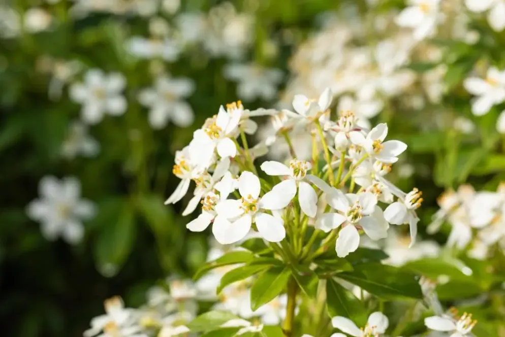 Choisya ternata (Choisya)